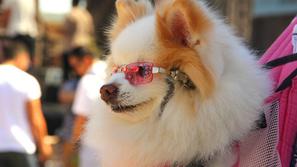 Festival za ljubitelje živali