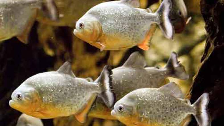 Piranh se drži slab sloves, ki pa je bolj plod fikcije kot pa resničnih dejstev.