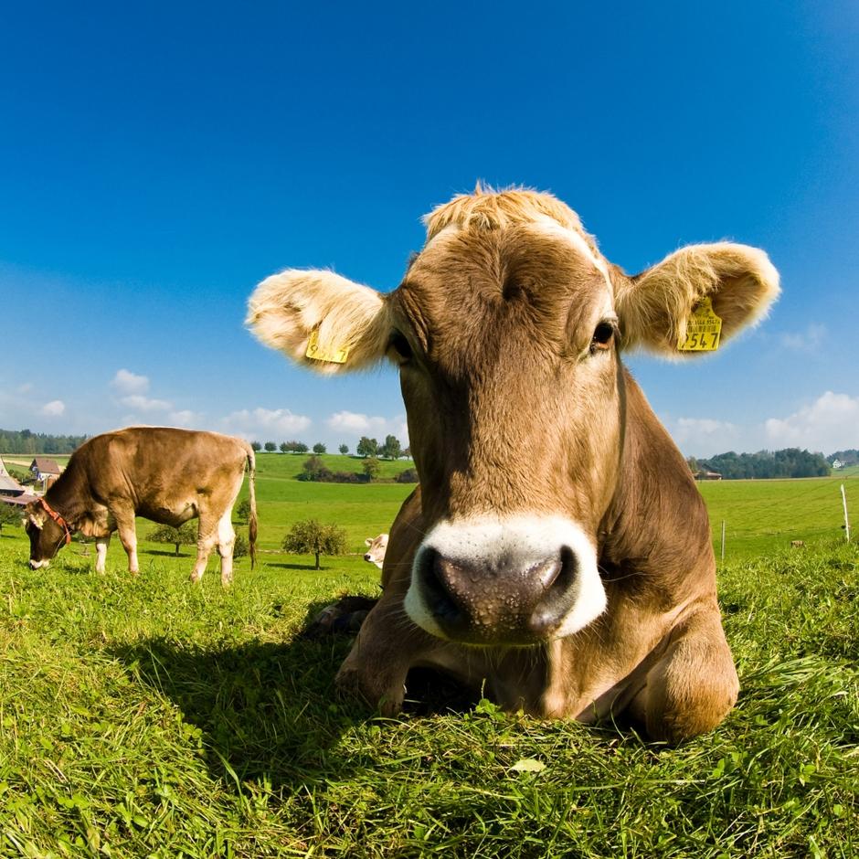 Slovenija 18.09.12, krava, kmetija, turisticna kmetija, farma, pasa, foto: shutt | Avtor: Shutterstock