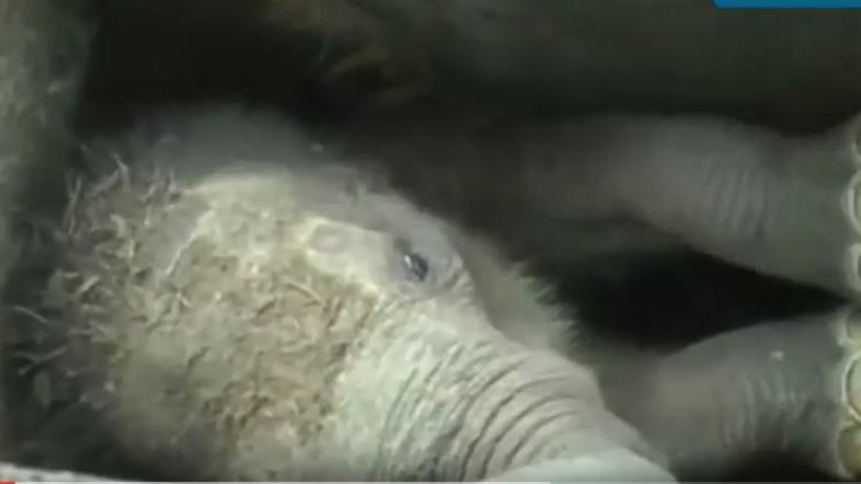 Reševanje slona na Šrilanki