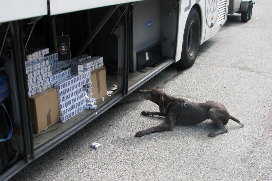 Pes, ki je odkril cigarete | Avtor: Curs