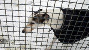 Samec je ob našem obisku drgetal od mraza. (Foto: Zurnal24)