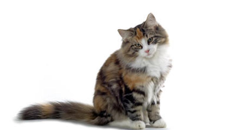 Norveška gozdna mačka, podobna Podgeu