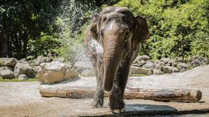 ZOO ljubljana ljubljanski živalski vrt slon slonica Ganga