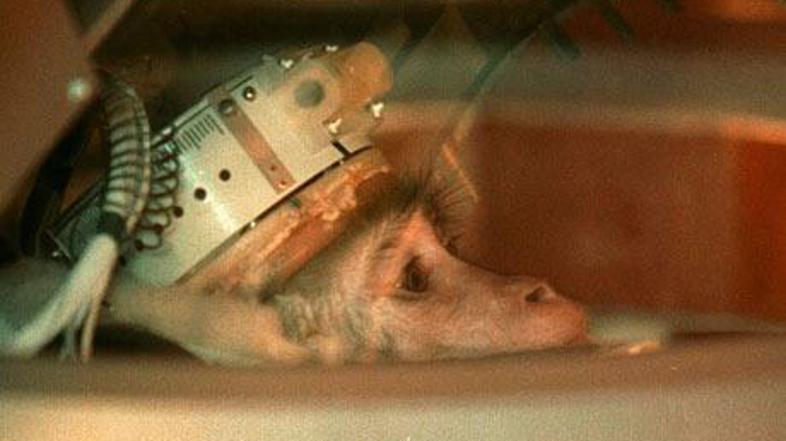 Opica, pripeta na sedež ruskega vesoljskega satelita, po pristanku v Kazahstanu 