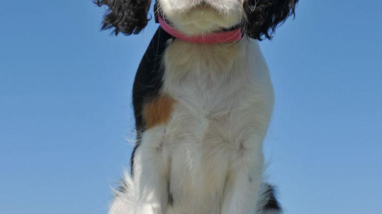 (Foto: Shutterstock)