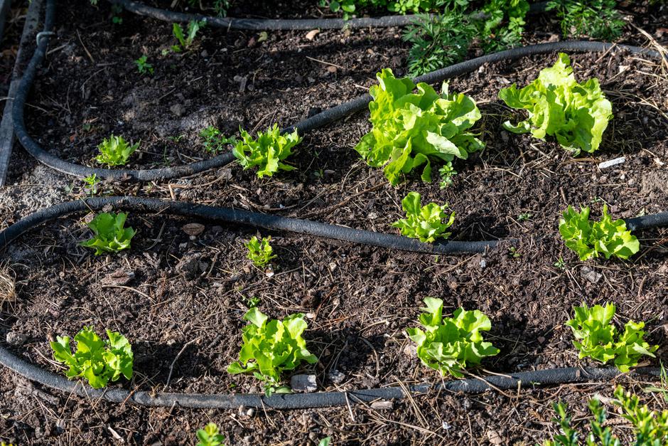 zelenjavni vrt | Avtor: Profimedia