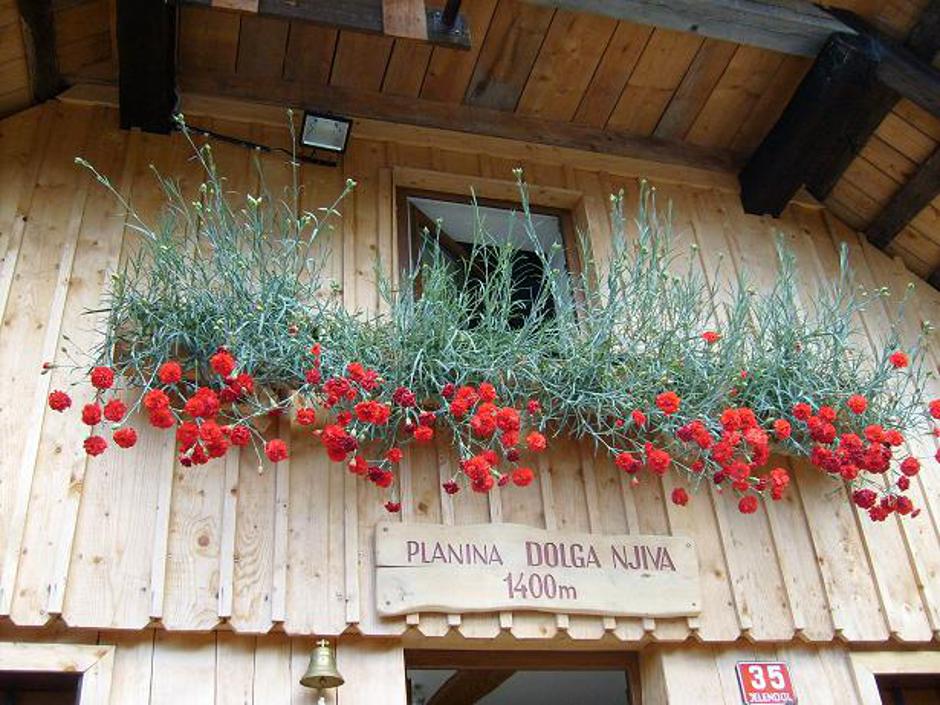 gorenjski nagelj, cvetje, Gorenjska | Avtor: Mirjam Pavlič