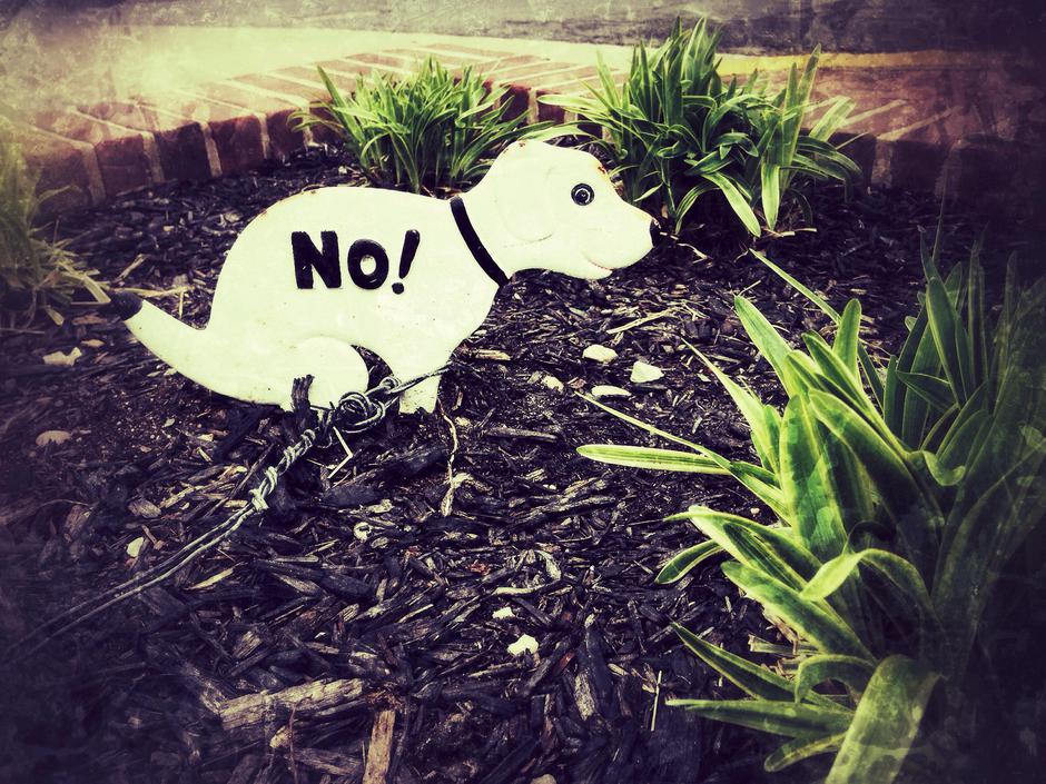 pasji iztrebek | Avtor: Profimedia