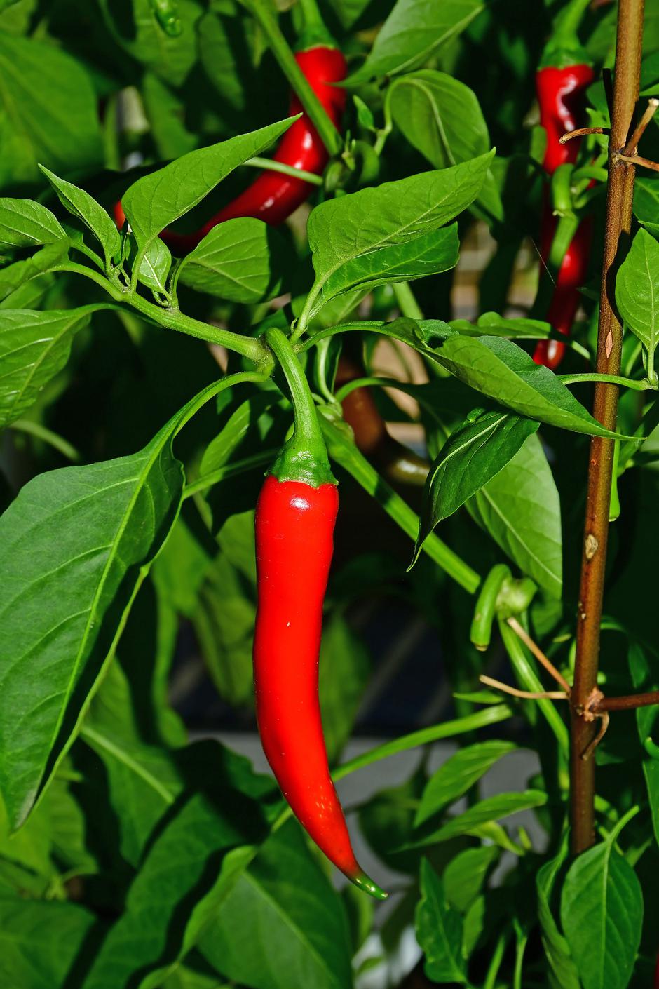 čili cayenne | Avtor: Profimedia