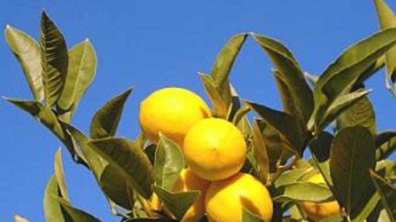 Eterično olje limone in limonin sok sta krasna pomočnika pri čiščenju z naravnim