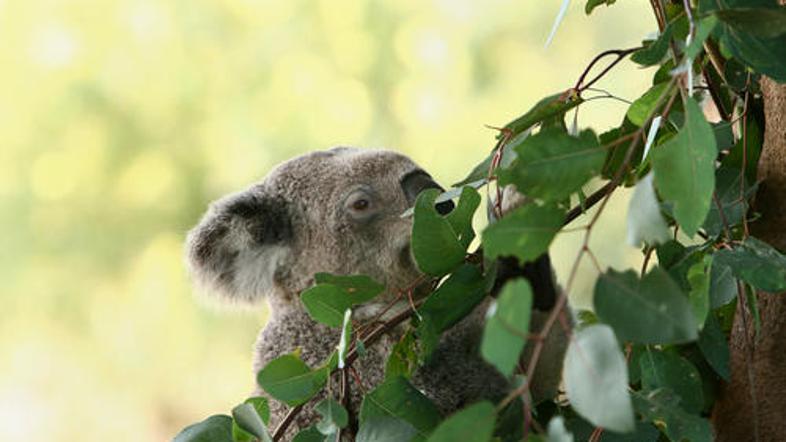 Koala (Foto: Shutterstock)