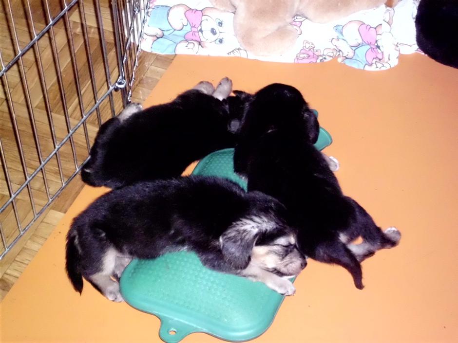 mladički psički pes mladiček zavrženi | Avtor: Matej Pivec