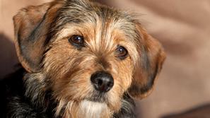 Mešanci srednje in manjše rasti