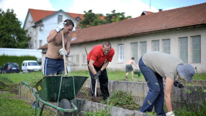 Prostovoljci so pomagali zapornikom urejati zelenice na Povšetovi ulici.
