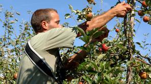 Obiranje jabolk