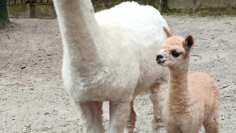 Alpaka