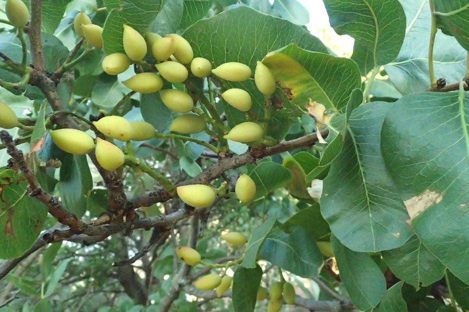 Pistacija vera | Avtor: Profimedia