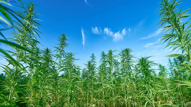 Medicinska konoplja.