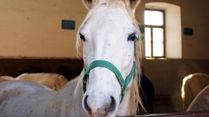 primorska 08.02.2010, lipica, lipicanec, konj, foto sasa islamovic