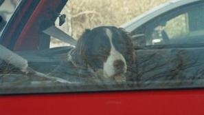 Pes v avtu