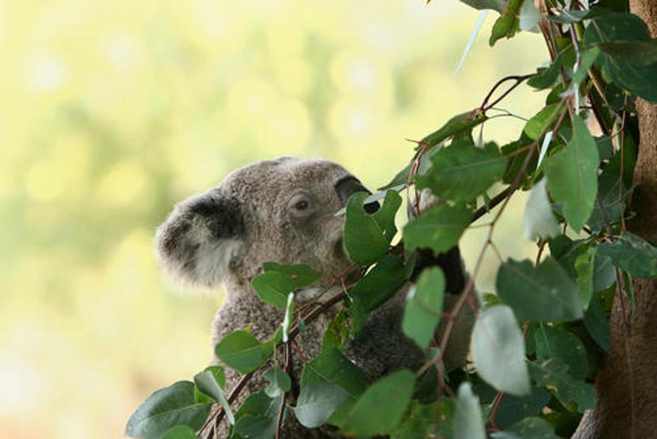 Koala (Foto: Shutterstock) | Avtor: Žurnal24 main