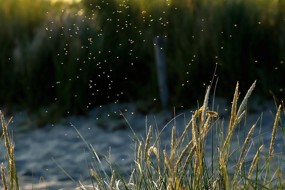 Komarji | Avtor: Profimedia