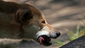Pes je bil križanec med dingom in neznano pasmo. (Foto: Shutterstock)