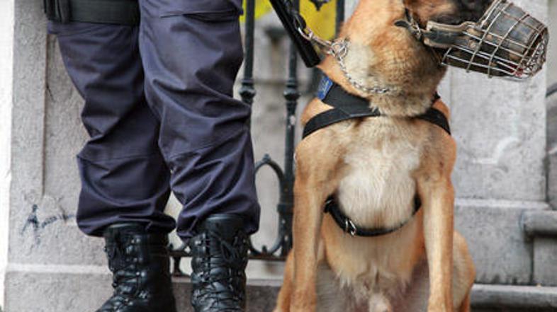 Policijski pes bi moral pobrati palico, ki mu jo je policist vrgel proti ograji,