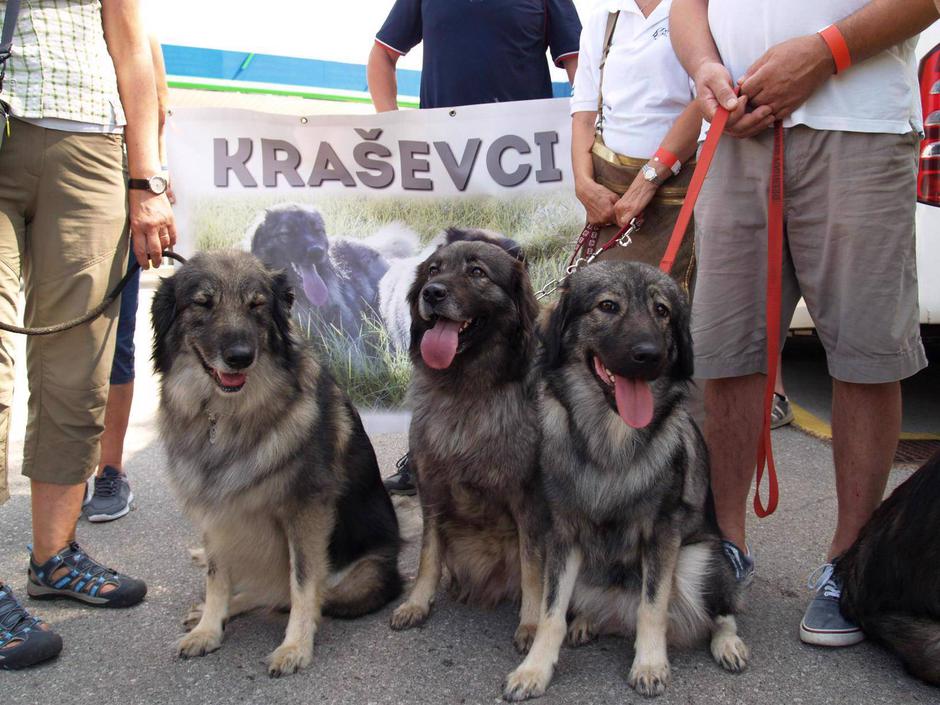 kraški ovčarji | Avtor: Davorin Lisjak