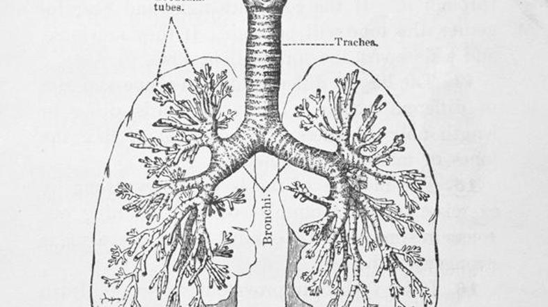 S tem, ko so znanstveniki uporabili celice bolnika, so na neki način prelisičili