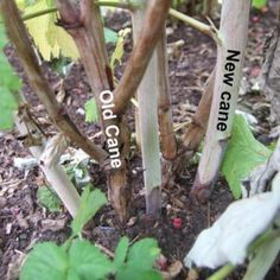 maline | Avtor: Pinterest