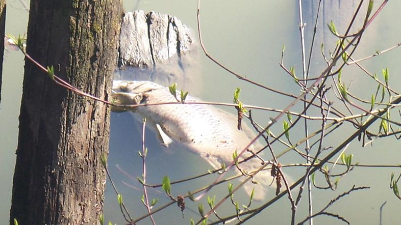 Zaradi visoke vročine je prišlo do množičnega pogina rib v Perniškem jezeru. (Sl