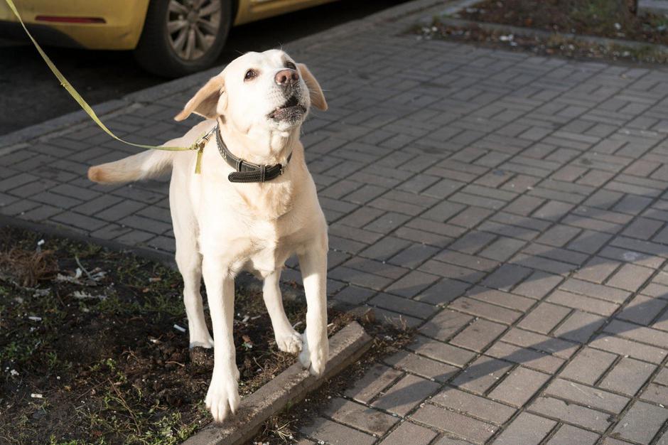 pes povodec | Avtor: Profimedia