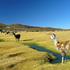 Altiplano, Bolivija