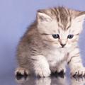 Tudi življenjska doba mačk se je podaljšala. (Foto: Shutterstock)