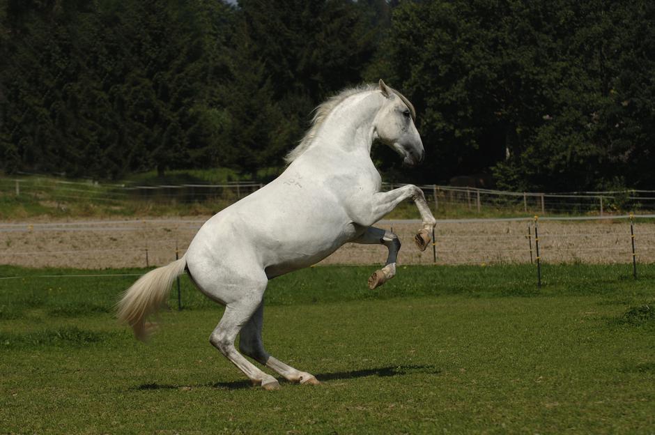 Lipicanec | Avtor: Profimedia