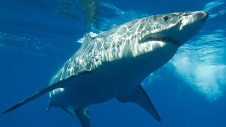 Strah in trepet kopalcev in potapljačev ...