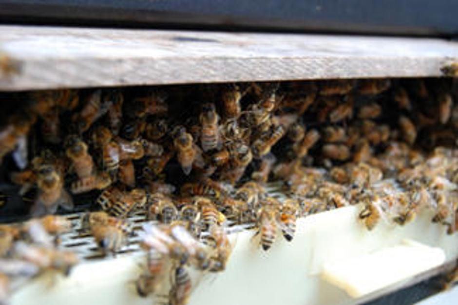 Čebele se niso pustile zlahka pregnati z avtoceste. | Avtor: Žurnal24 main