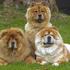 Chow Chow