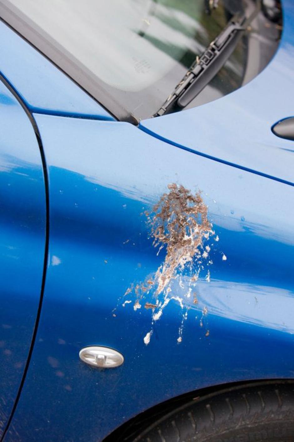 Ptičji iztrebek | Avtor: Profimedias