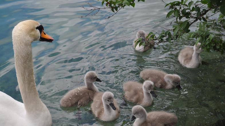 Labodja družina se zadržuje tudi blizu obale, zato v TD Bled obiskovalce opozarj