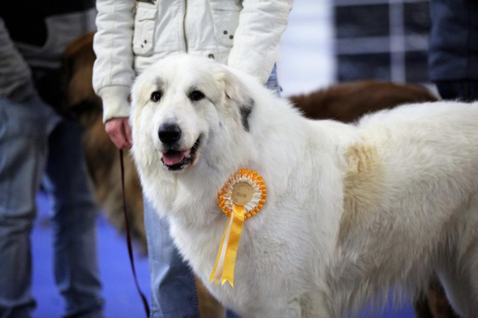 Pirenejski planinski pes | Avtor: Eneja Brenčič