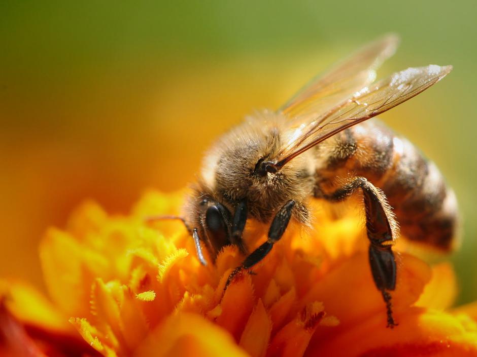 "Na podlagi prijav zaenkrat nismo zabeležili povezave med nepravilno rabo FFS in | Avtor: Žurnal24 main