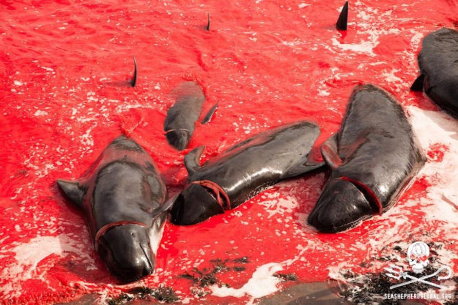 Pokol kitov in delfinov | Avtor: Sea Sheperd