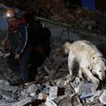 reševalni pes med iskanjem v ruševinah po potresu v Turčiji