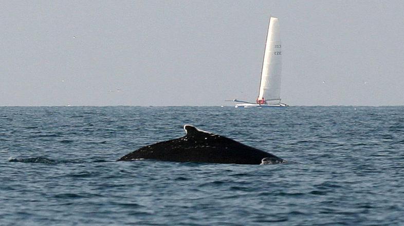 Kit Janez oziroma Boby je bil nekaj časa atrakcija Piranskega in Tržaškgea zaliv