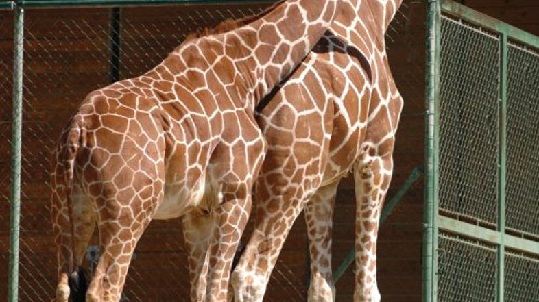 žirafa, živalski vrt