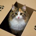 Mačka v škatli