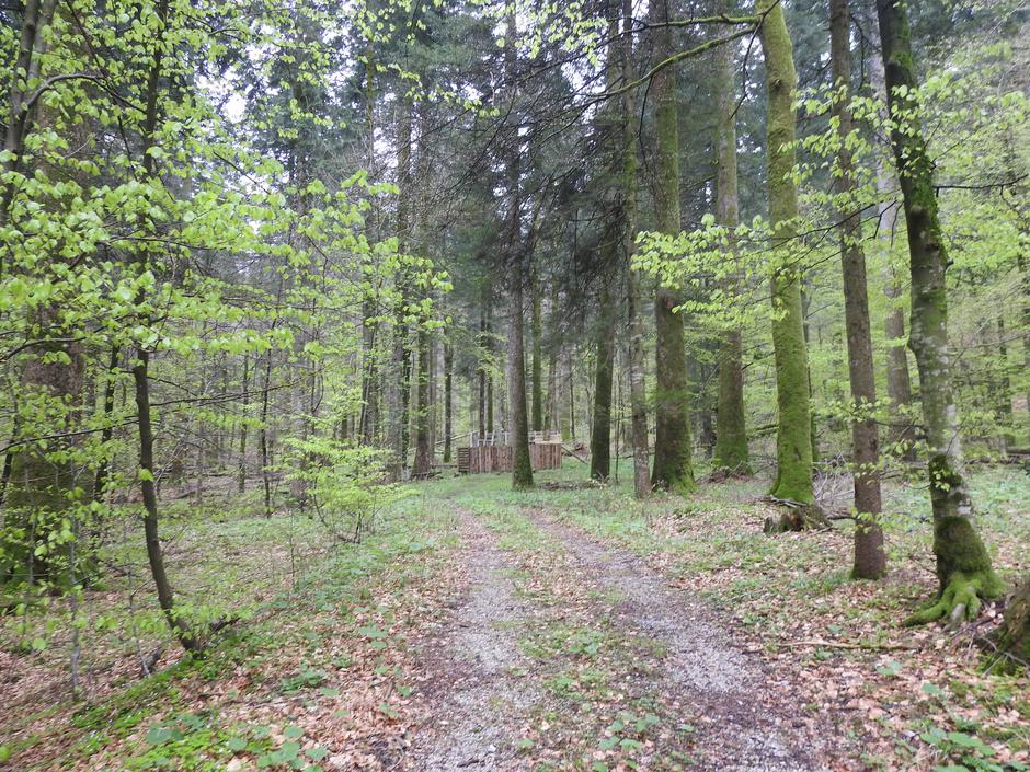 Obora za rise | Avtor: NP Risnjak